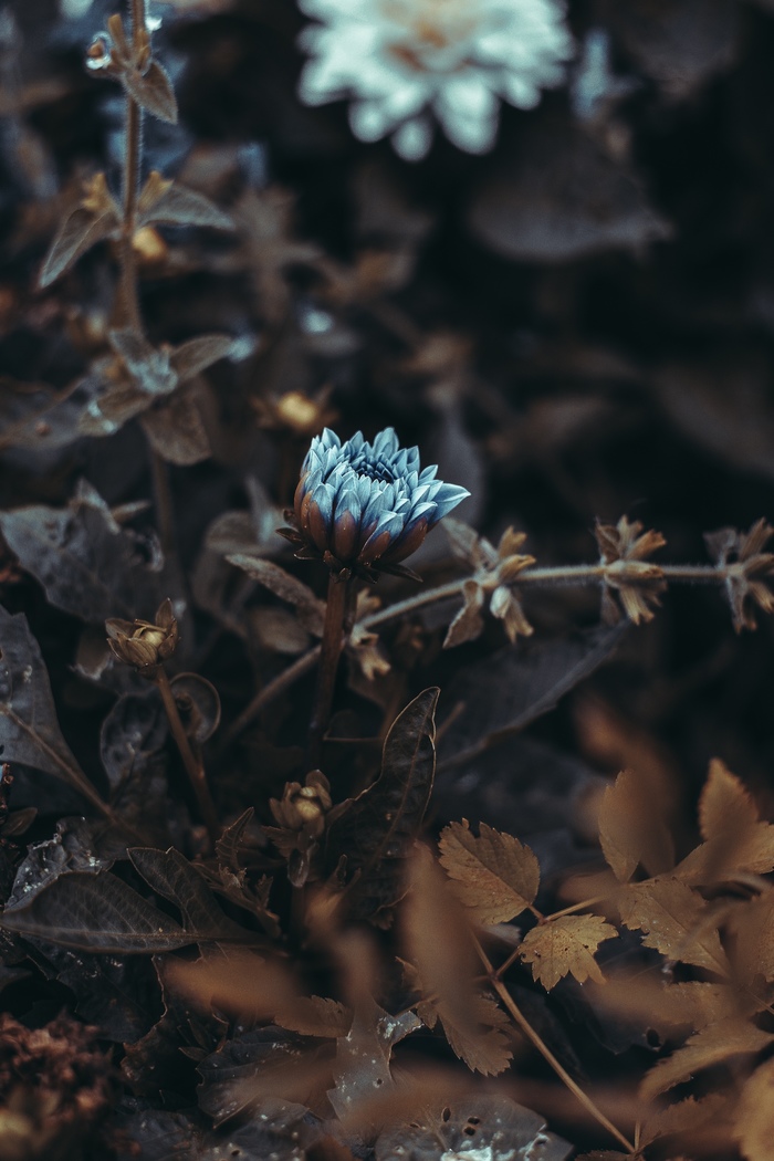 Infernal flora in the tape. - My, My, The photo, Art, Helios, Nature, Flowers, In contact with, Longpost