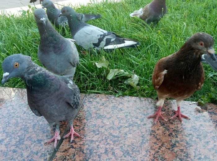They are everywhere - My, Pigeon, Meeting, Food