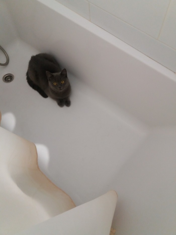 Look for another bath, I'm hot - My, cat, Bath, Heat