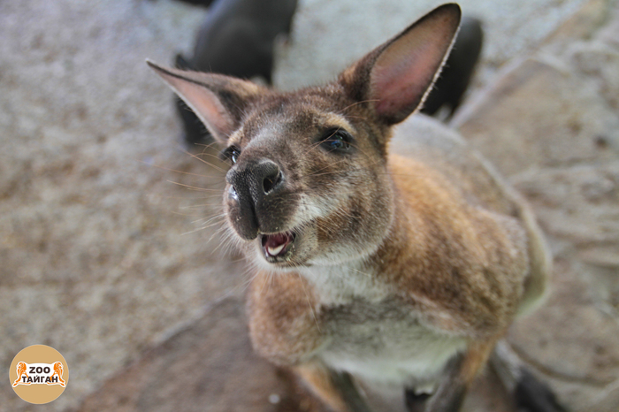 cute kangaroo :) - My, Kangaroo, Zoo, , Taigan Lions Park, Crimea, Milota