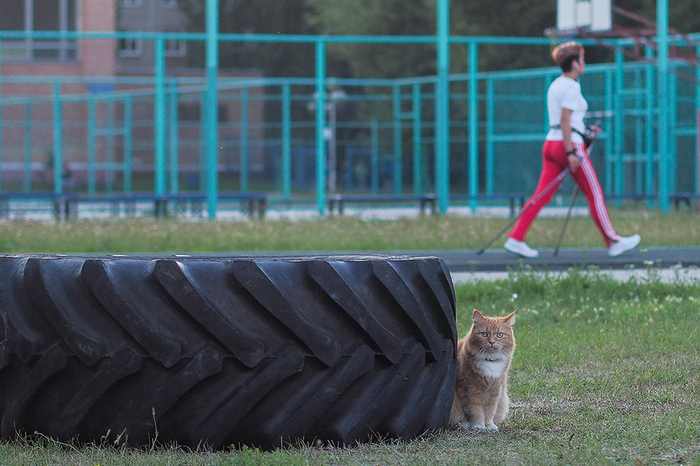 И немного о спорте - Кот, Фотография, Скандинавская ходьба, Моё, Моё