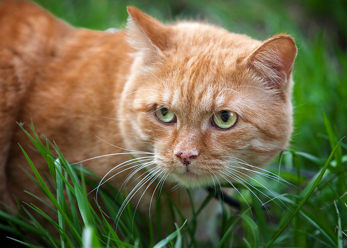 Fasting ordinary cats - Catomafia, cat, Longpost, My