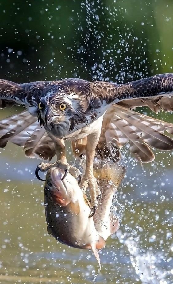 Когда сам обалдел от улова