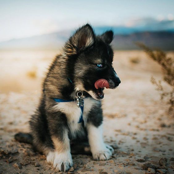 Puppy! - The photo, Dog, Young, Beach, Sand