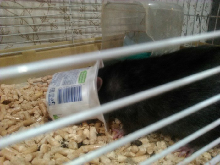 История одного йогурта Собака, Йогурт, Кот, Крыса, Боль, Обида, Моё, Длиннопост