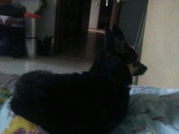 История одного йогурта Собака, Йогурт, Кот, Крыса, Боль, Обида, Моё, Длиннопост