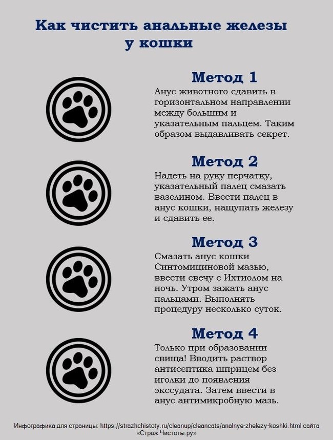 КАК ПОЧИСТИТЬ ПАРААНАЛЬНЫЕ ЖЕЛЕЗЫ – «Ветеринар приедет!», г. Москва