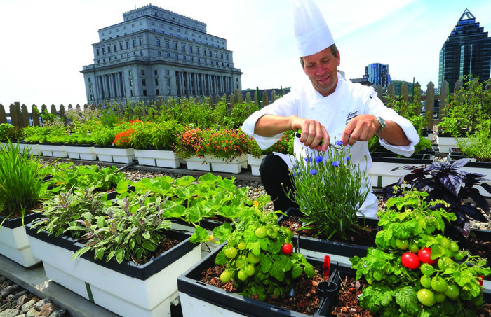 Should there be a vegetable garden in the city? - Garden, Urban farming, Vegetable garden in the city