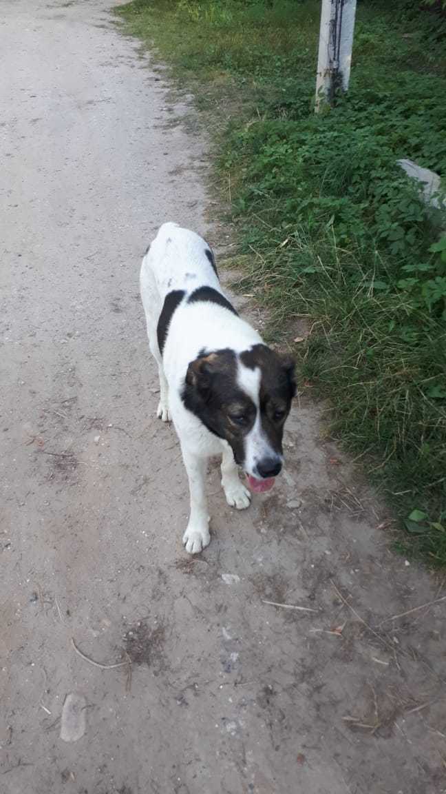 Alabaika is looking for a home - My, Alabai, Looking for a home, Dog, Found a dog, Longpost, Moscow region, In good hands, No rating