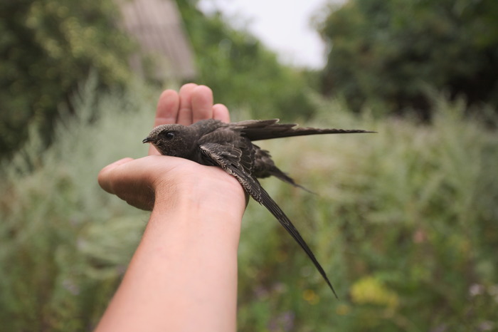 35 days with a haircut, or Luchik and others, the last part. - My, Birds, Swift, Black Swift, Apus apus, Chick, Feeding, The photo, Longpost, Video