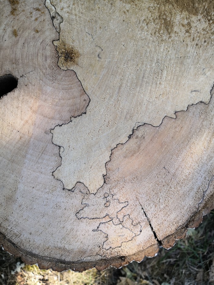 Дерево карта