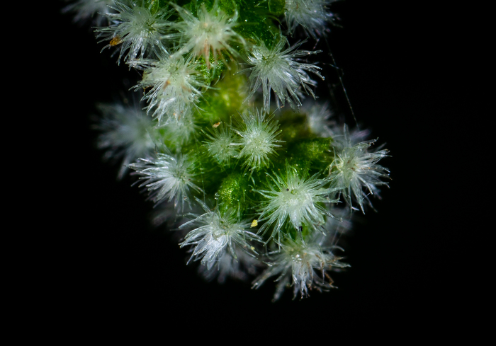 This is how nettles bloom - My, Nettle, Flowers, Macro, Macrohunt, Mp-e 65 mm, Macro photography