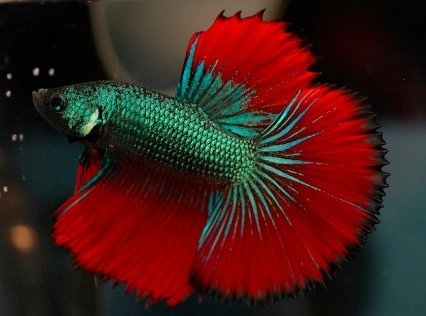 Changing the color of the fish - My, A fish, Metamorphosis, , Cockerel fish, Betta, Longpost