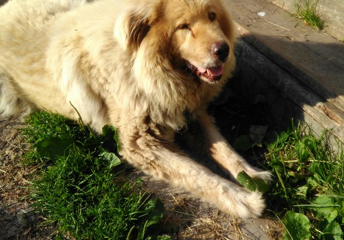 This is Umka. - Dog, Animals, Caucasian Shepherd Dog, My