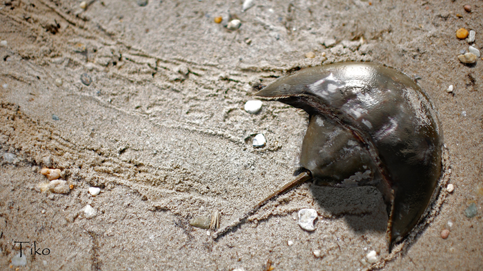 New species of horseshoe crab fossil named after Darth Vader - My, Zbrush, 3DS max, Photomanipulation, Prehistoric animals, Triassic period, Copy-paste, Longpost