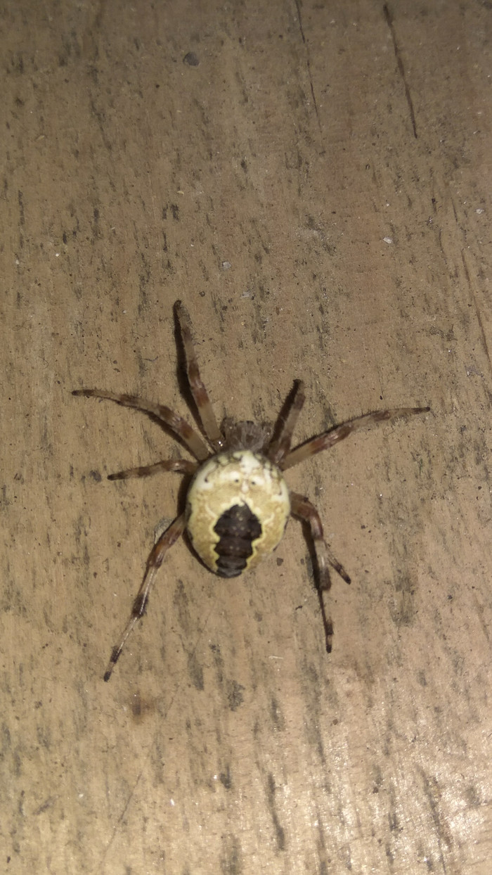 What kind of spider? - Spider, My, Fear