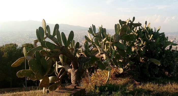cacti on top - My, Cactus, The mountains