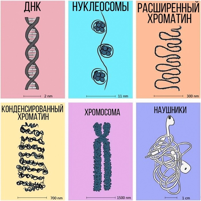 Biology - Biology, Headphones, DNA, Confusing