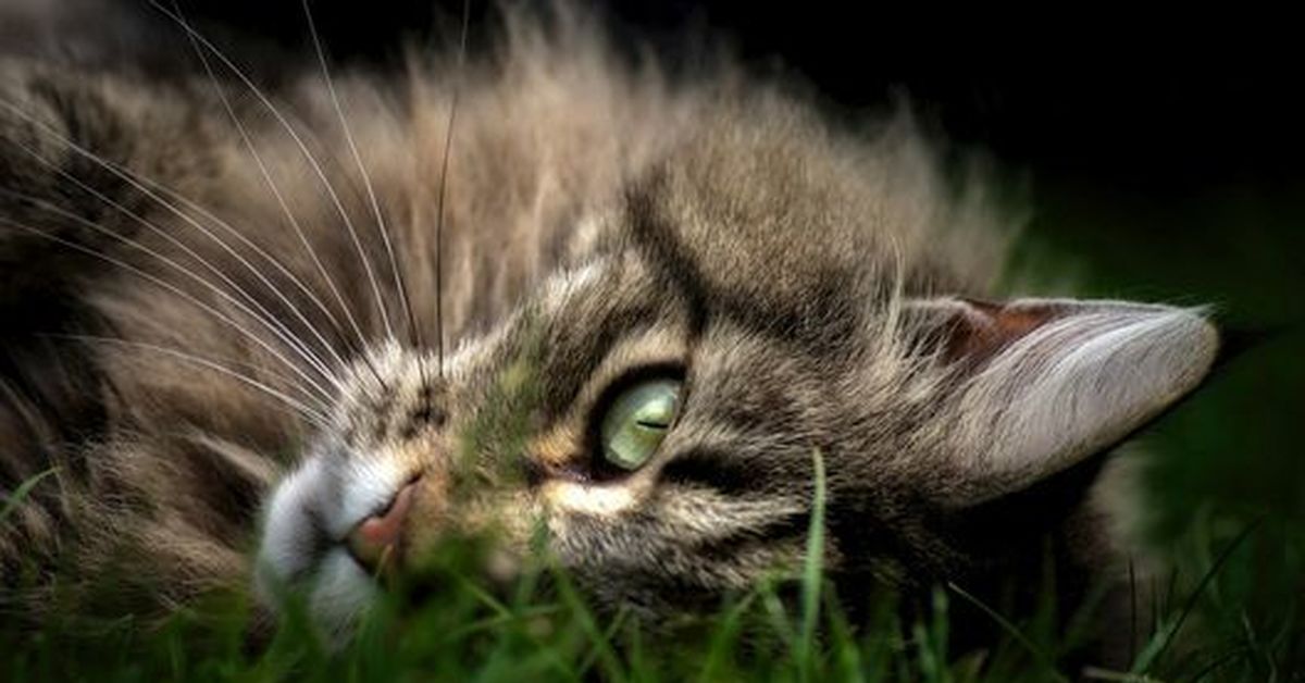 Cats img. Кот в траве. Котенок в траве. Трава для кошек. Красивая морда кошки.