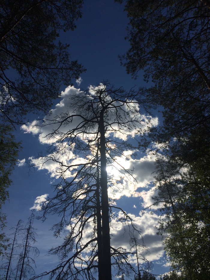 Cloud crown. - My, Sky, Krone, Clouds, Tree, Mobile photography