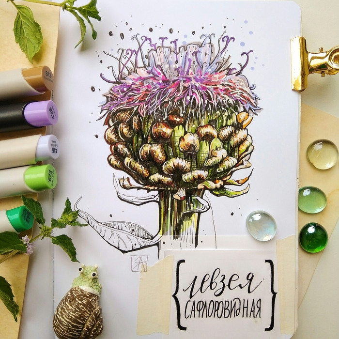 Leuzea safflower - My, Plants, Leuzea safflower, Flowers, Sketch, Sketchbook, Drawing, Sayan, Marker, Longpost