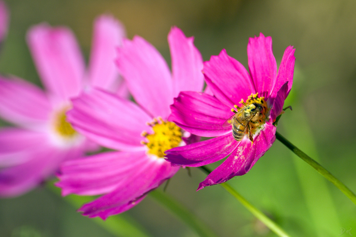 Cosmos - My, Beginning photographer, Cosmos, Space, Flowers, Bees, Pentax, 