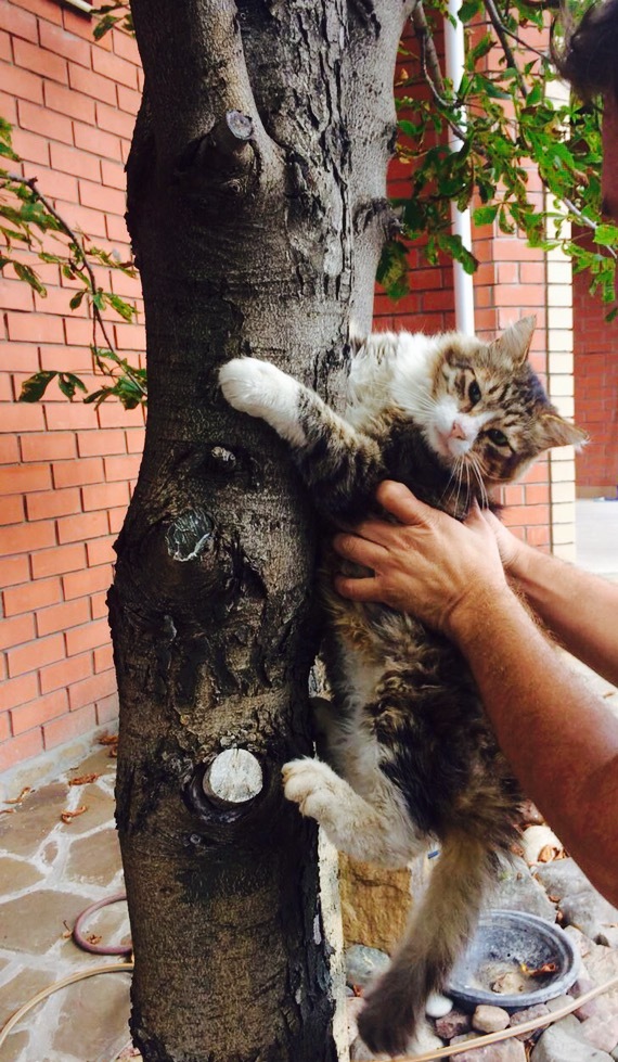 When you don't want to be photographed on a tree - My, Catomafia, cat, Siberian cat