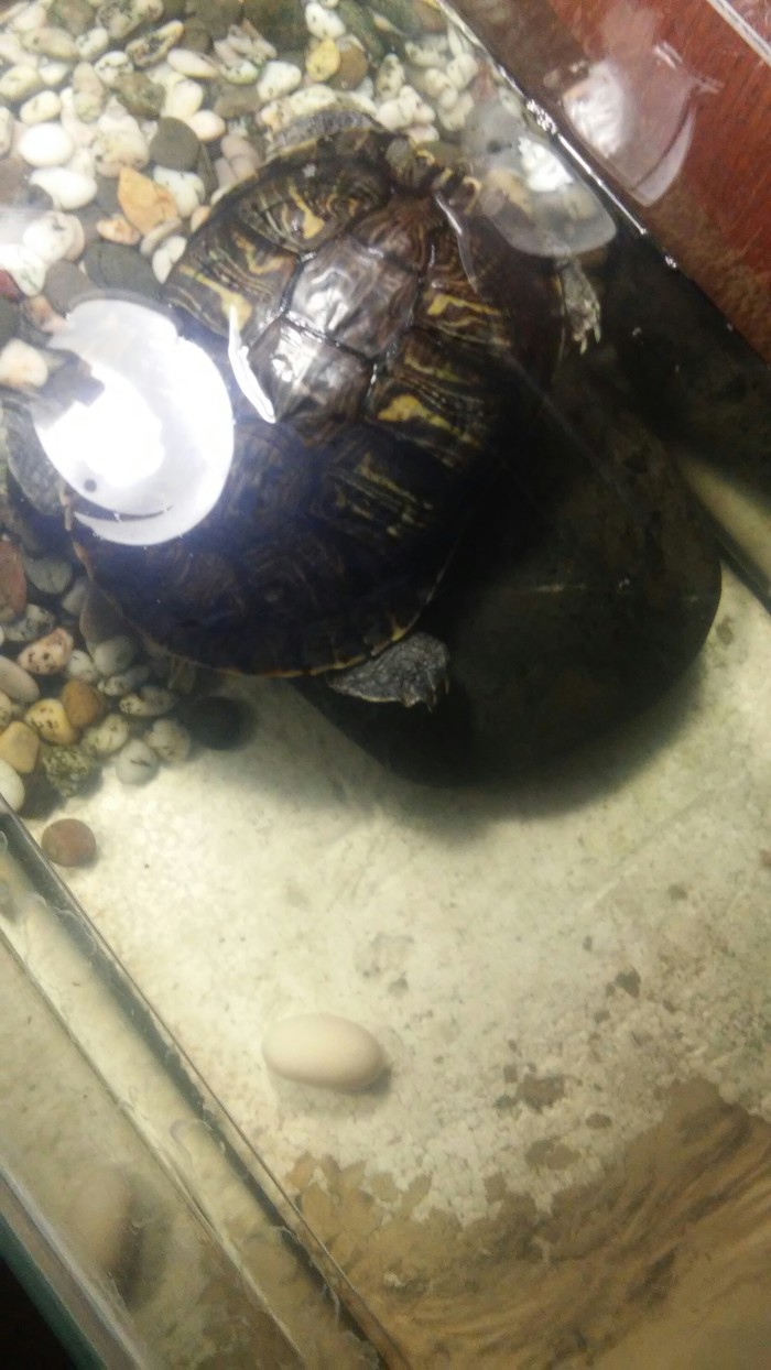 The turtle is running. - Turtle, Eggs, Animals, Reptiles at home, Longpost