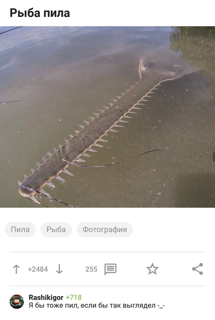 Saw - Humor, Screenshot, A fish, Comments on Peekaboo