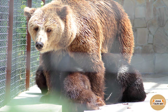 The mother bear feeds the cubs. - My, The Bears, Animals, Zoo, , Taigan Lions Park, Crimea