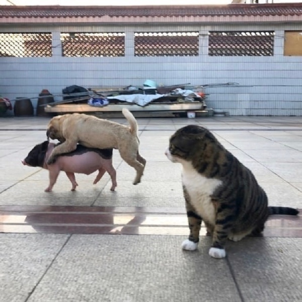 Friends - Dog, cat, Piglets, Longpost