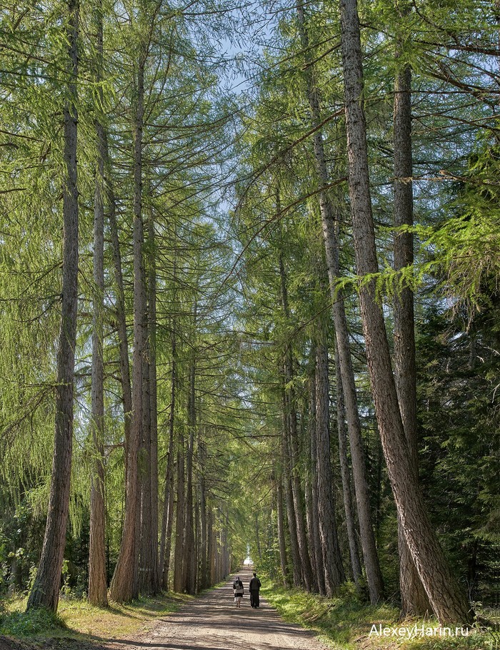 This road goes to the Temple - Alley, Larch, Balaam, Shadow, Summer, My, Tree