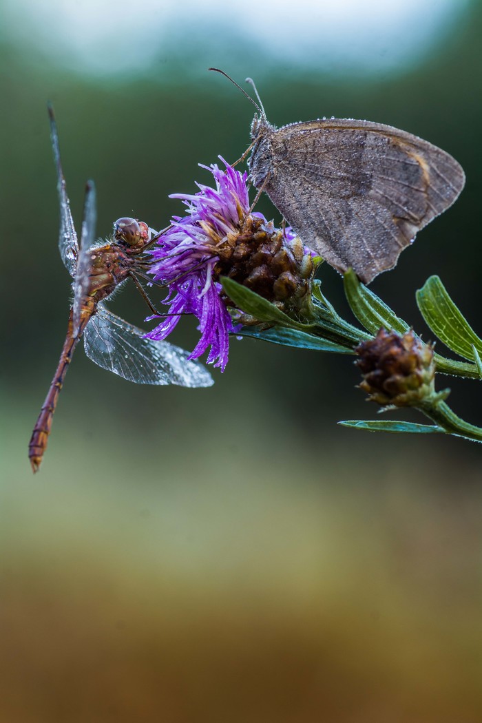 Couples in love - My, Morning, Macro, Macro photography