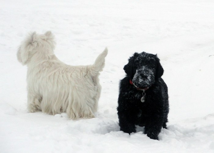 Tales of Bely and Vestus - Dog, Longpost, Dogs and people, , Russian Black Terrier, West Highland White Terrier, 