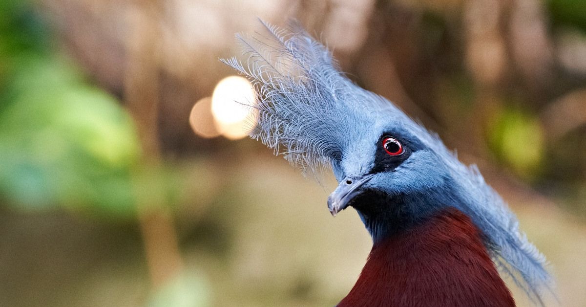 Необычные птицы мира фото и названия с описанием