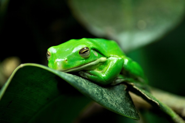 Princess =) - My, Frogs, Moscow Zoo, Sony alpha 580, The photo