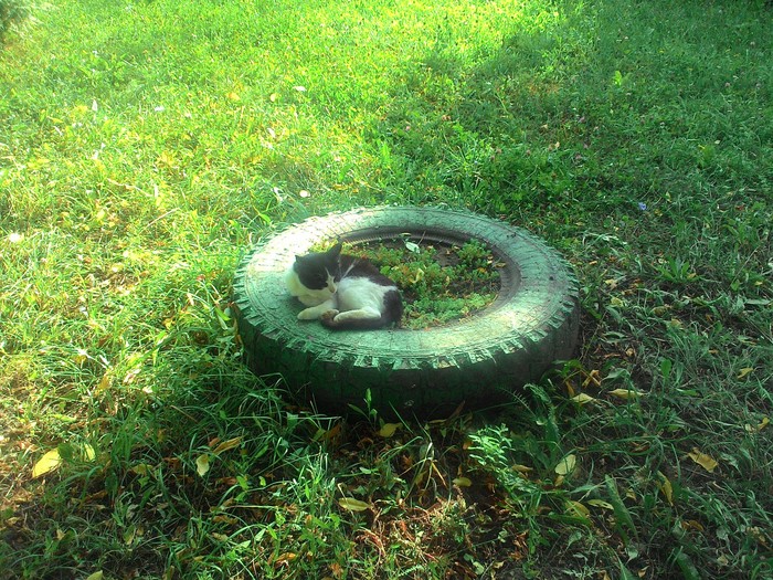 cat blooms - cat, Flower bed