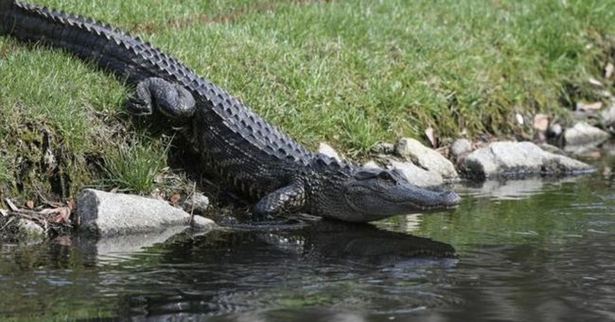 Long Island Escort Alligator