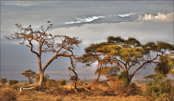 There miracles 2 - My, Tree, Fairy forest, Kenya, The mountains, Birds