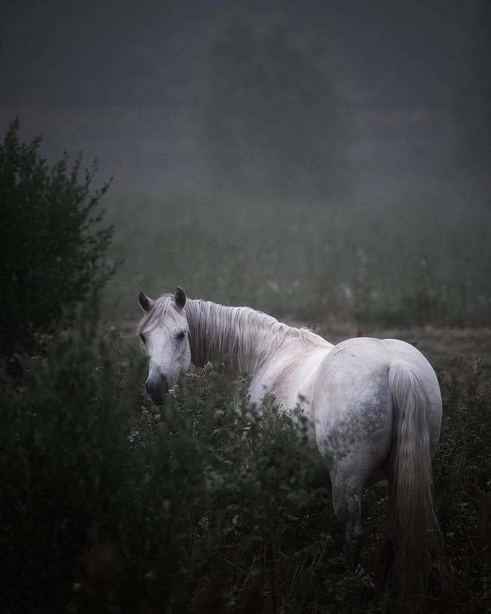 Where is this hedgehog? - Horses, Animals