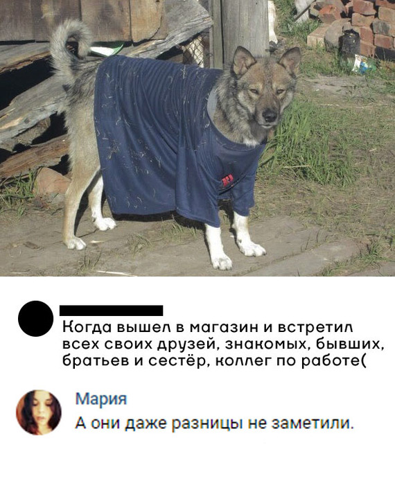 When I went out for a quick trip to the store - Fashion, Dog, Style, Cloth, From the network, Humor, Picture with text