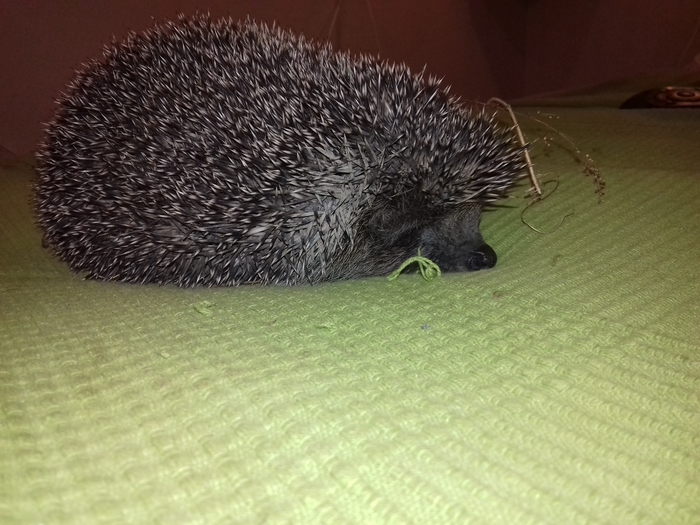 Just a hedgehog. - My, Hedgehog, Mood
