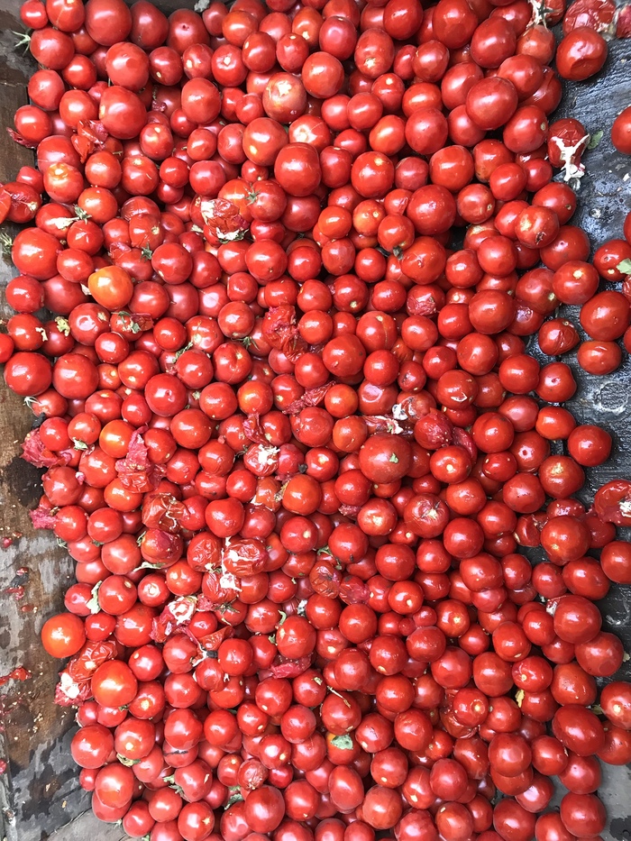 Raw materials at the Agrocomplex plant. Enjoy your meal! - Agrocomplex, Staple, Factory, Vegetables, Longpost