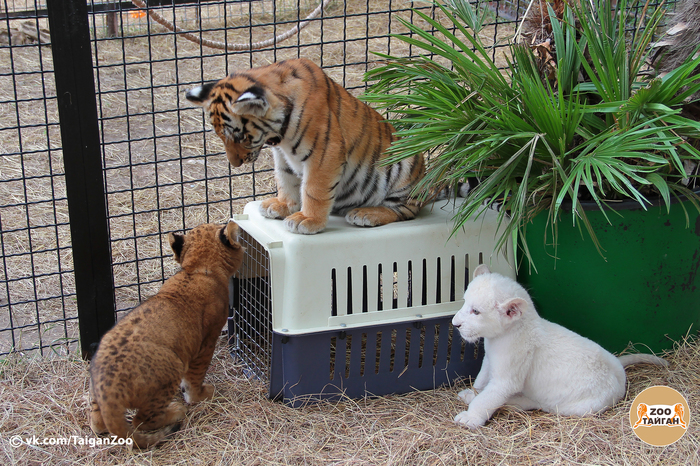 Lions vs tiger! - My, Tiger, a lion, cat, Crimea, Zoo, Taigan Lions Park, Kittens, Predator, Longpost, Predatory animals