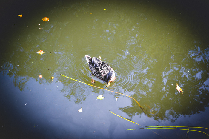 Unexpected meeting. - The photo, Longpost, Wild ducks, Feeding, Summer, My