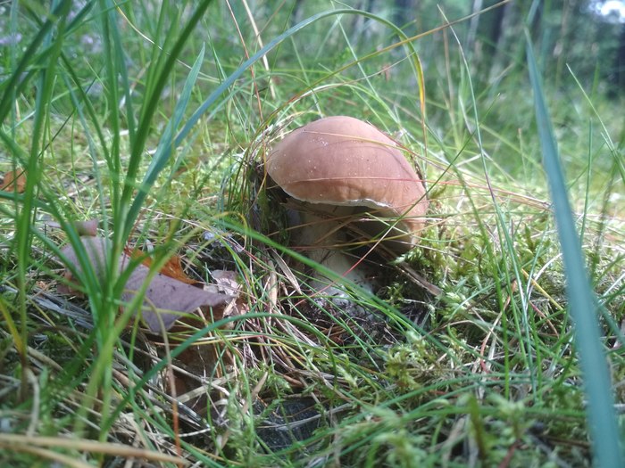 Wait !!! - My, Mushrooms, Forest, Nature, Summer, Longpost