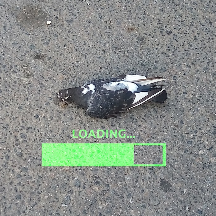 loading - My, Pigeon, loading