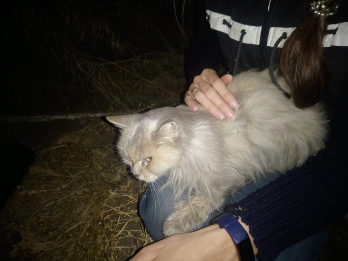 And what to do with her next? - Yekaterinburg, Longpost, What to do, Sick, Old age, cat, My, Helping animals, Help