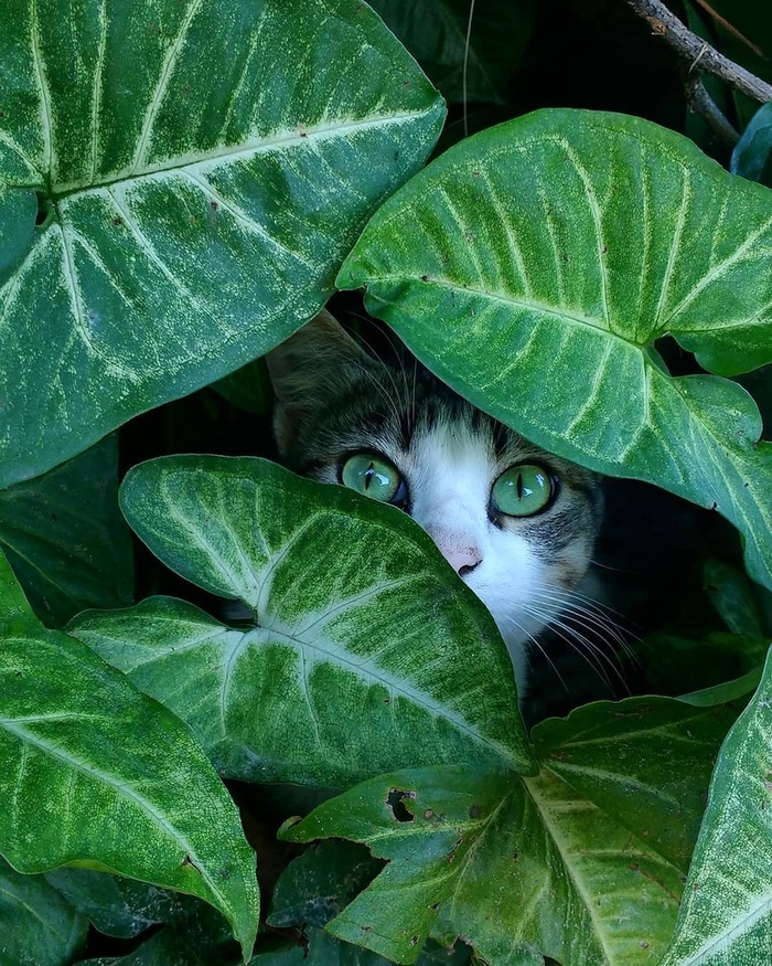 disguise - cat, Animals, Green eyes, Eyes, Milota, Catomafia, Pet, Pets