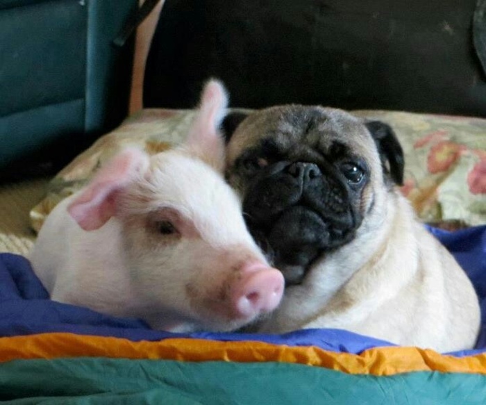 Friends - Pug, Piggy, Piggy, Milota, , Friends, From the network